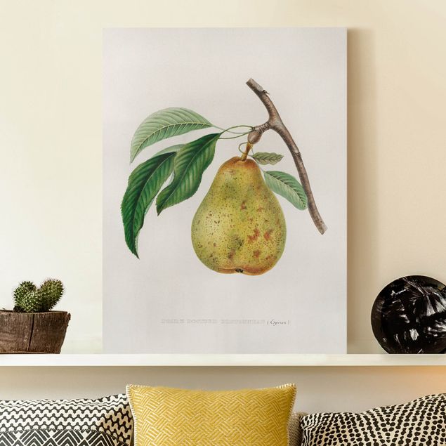 Obrazy owoc Botani Vintage Illustracja Żółta gruszka