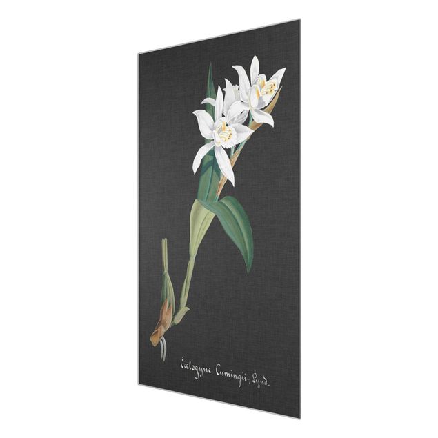 Retro obrazy Biała orchidea na lnie II