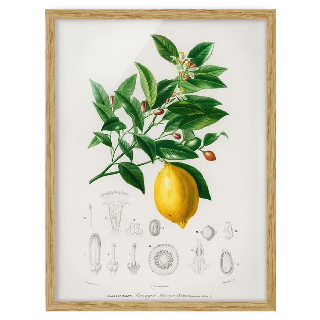 Obrazy w ramie vintage Botany Vintage Illustration Lemon