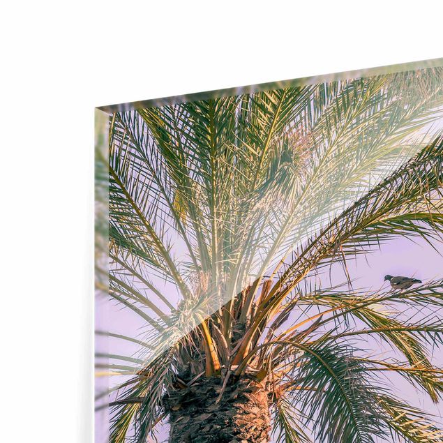 Zielony obraz Palmy w promieniach zachodzącego słońca