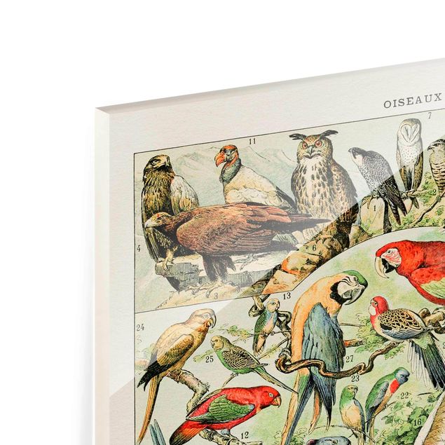Kolorowe obrazy Tablica edukacyjna w stylu vintage Ptaki