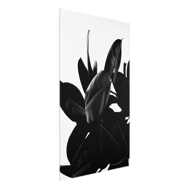 Obrazy nowoczesne Rubber Tree Leaves czarno-biały