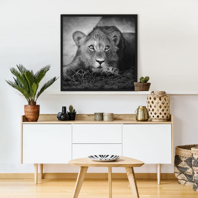 Obrazy w ramie do łazienki Czające się lwiątko