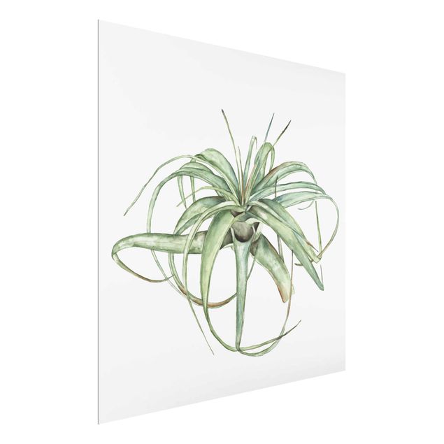 Obrazy nowoczesny Akwarela z roślinami powietrznymi I