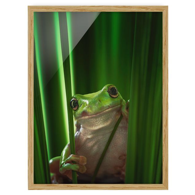 Nowoczesne obrazy Wesoła żaba