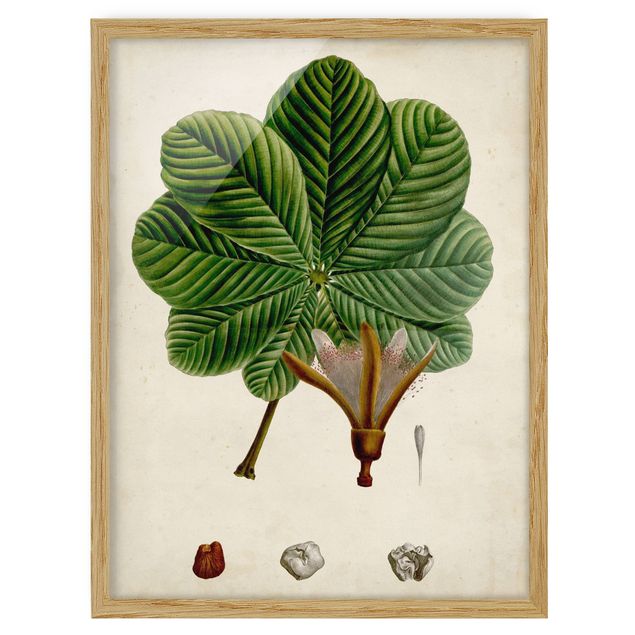 Obrazy w ramie do kuchni Tablica poglądowa drzew liściastych II