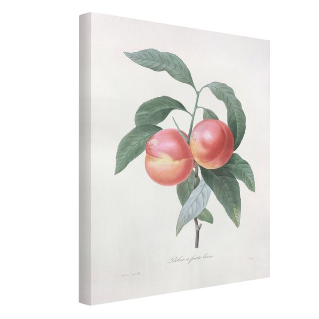 Obrazy retro Botany Vintage Illustration Peach