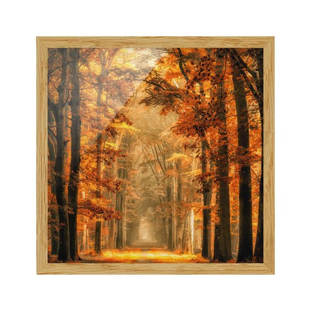 Obrazy w ramie do łazienki Bajkowy las jesienią