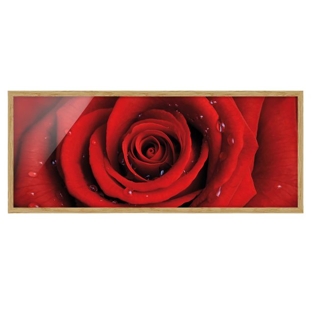 Obrazy w ramie do kuchni Róża czerwona z kroplami wody