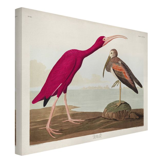 Obrazy krajobraz Tablica edukacyjna w stylu vintage Czerwony Ibis