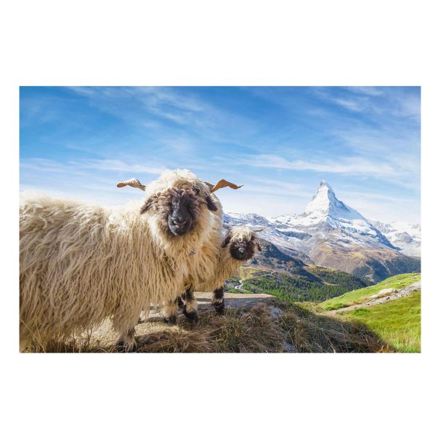 Obrazy na szkle góra Czarnonose owce z Zermatt