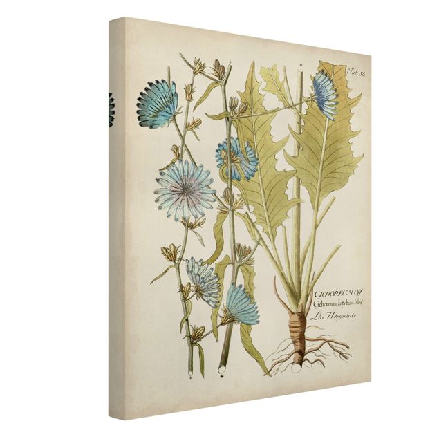 Obrazy retro Botanika w stylu vintage z cykorią niebieską