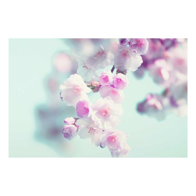 Obraz różowy Kolorowe kwiaty wiśni