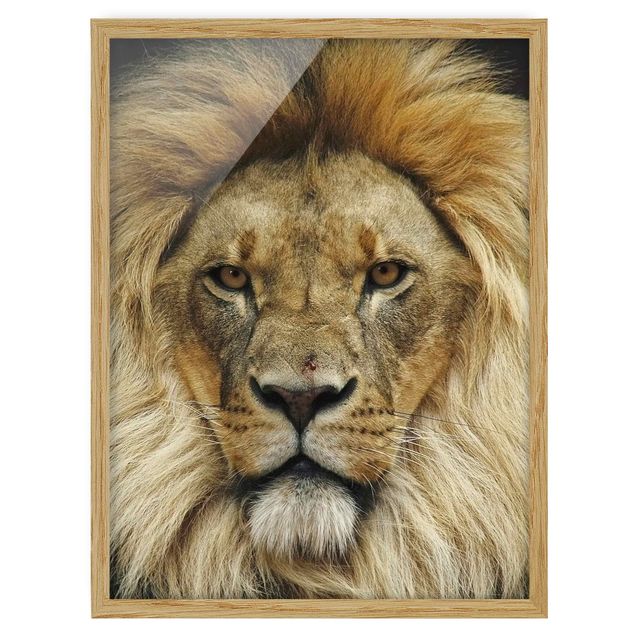 Obrazy lew Mądrość lwa