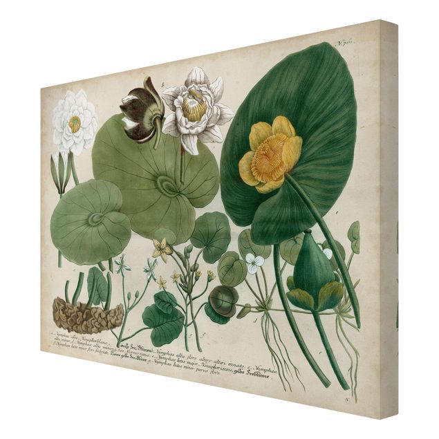 Retro obrazy Ilustracja w stylu vintage Biała lilia wodna