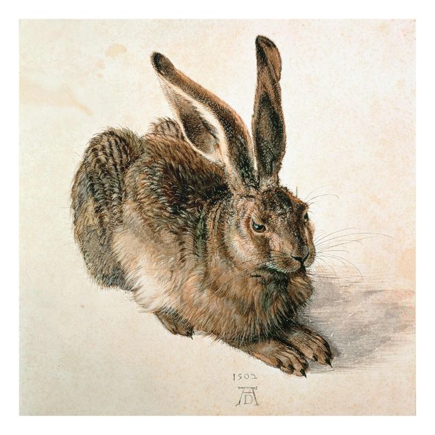Obrazy na szkle zwierzęta Albrecht Dürer - Młody zając szarak
