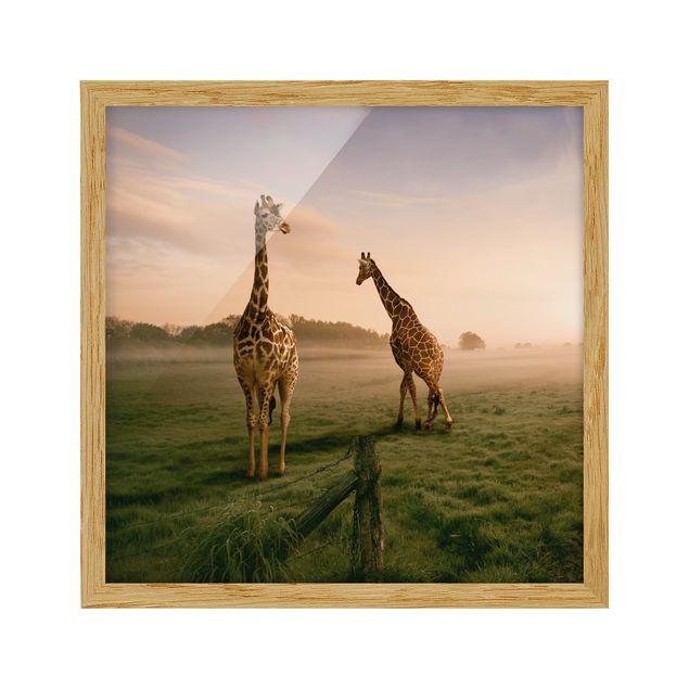 Obrazy w ramie do korytarzu Surrealistyczne żyrafy