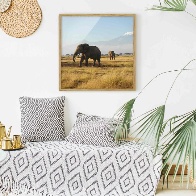 Obrazy w ramie krajobraz Słonie na tle Kilimandżaro w Kenii