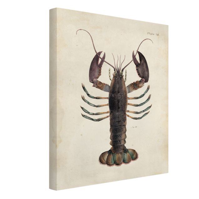 Obraz vintage Ilustracja homara w stylu vintage