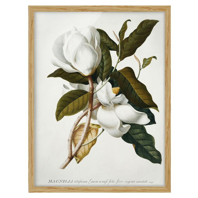 Obrazy w ramie do łazienki Georg Dionysius Ehret - Magnolia