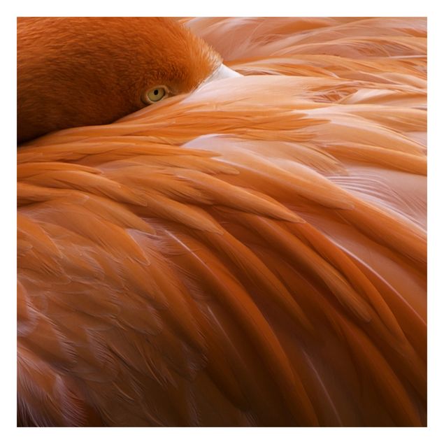 Tapeta ścienna Pióra flaminga