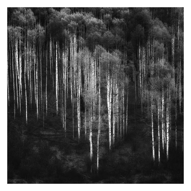 Fototapeta - Las brzozowy w Aspen