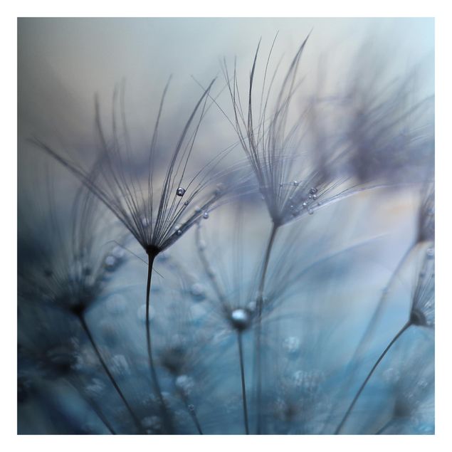 Fototapeta - Błękitne pióra w deszczu