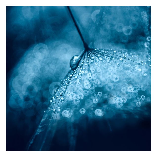 Fototapeta Błękitny mniszek lekarski w deszczu