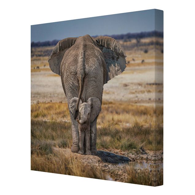 Obrazy afryka Bezczelny słoń