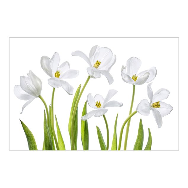 Fototapeta - Pięć białych tulipanów