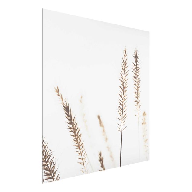 Obrazy nowoczesne Suszona trawa pszenicy grzebieniastej
