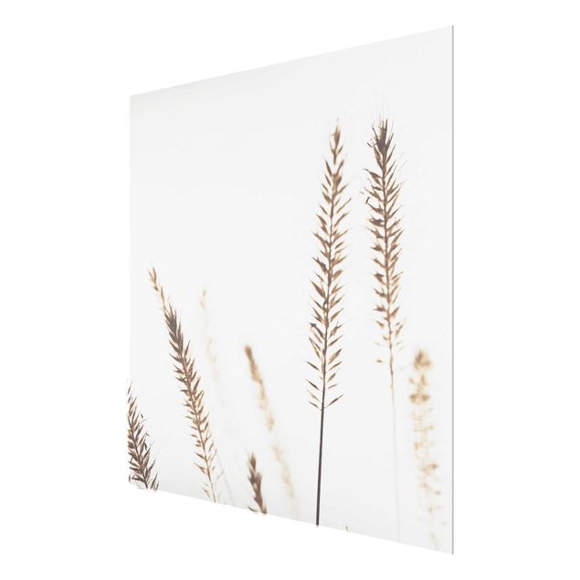 Obrazy na ścianę Suszona trawa pszenicy grzebieniastej