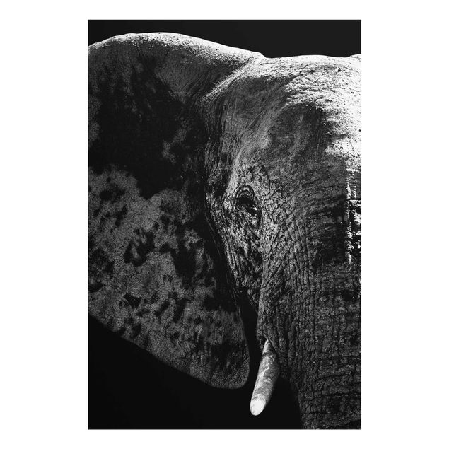 Obrazy na szkle zwierzęta Słoń afrykański czarno-biały
