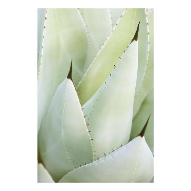 Zielony obraz Aloe