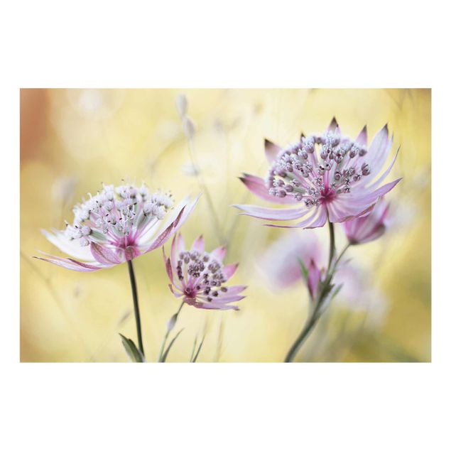 Obrazy kwiatowe Astrantia Major