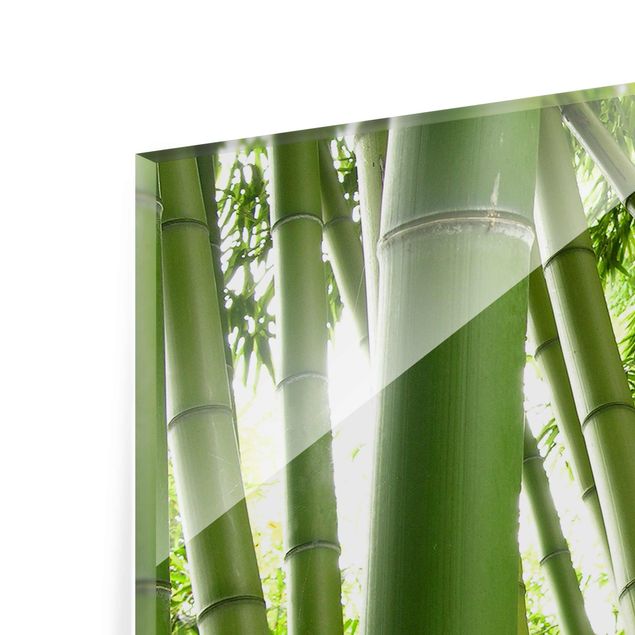 Obrazy bambus Drzewa bambusowe Nr 1
