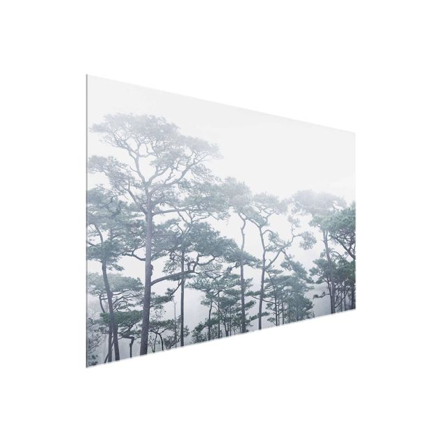Nowoczesne obrazy do salonu Wierzchołki drzew we mgle