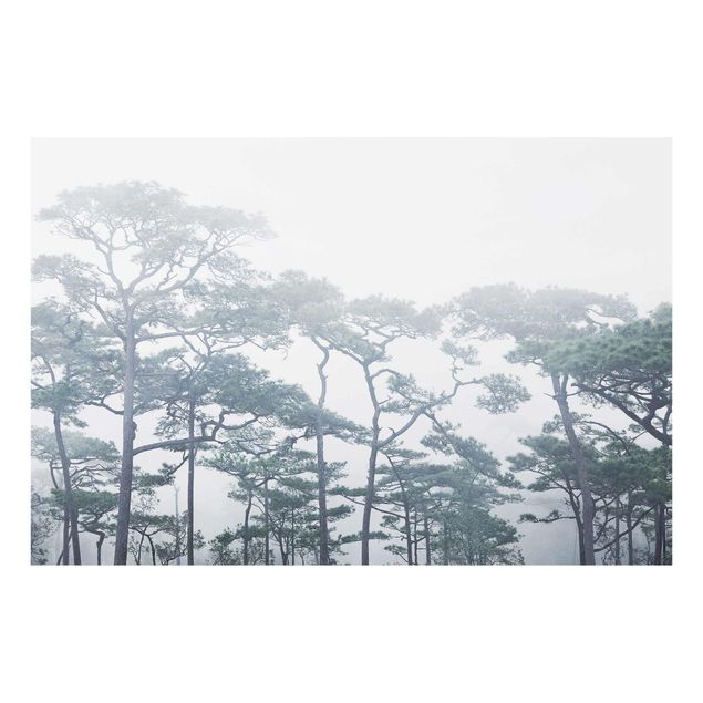 Obrazy nowoczesny Wierzchołki drzew we mgle
