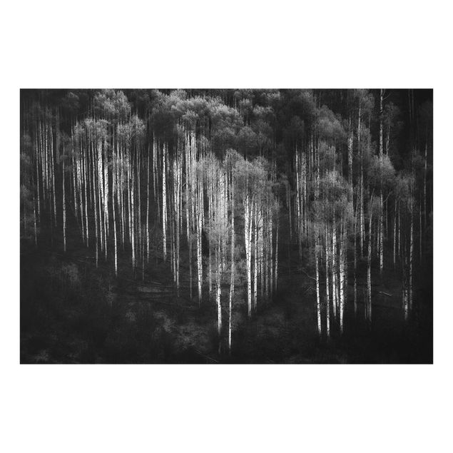 Obrazy nowoczesny Las brzozowy w Aspen