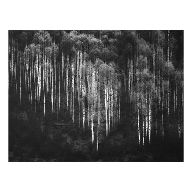Obrazy nowoczesny Las brzozowy w Aspen