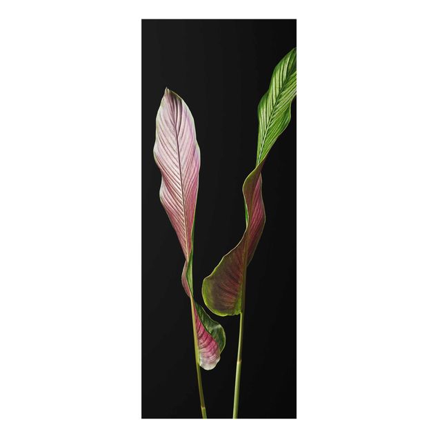 Obrazy motywy kwiatowe Liść Calathea-ornata na czarnym tle 02