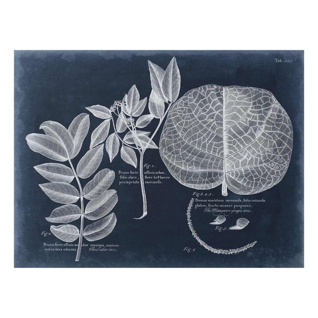 Obrazy retro Liście Ciemnoniebieski - Mangrove