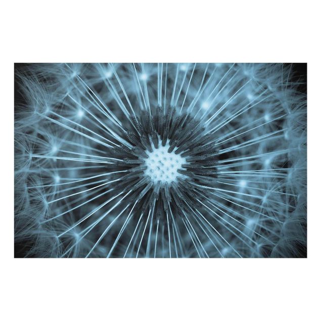 Obrazy nowoczesny Niebieski Tinted Dandelion