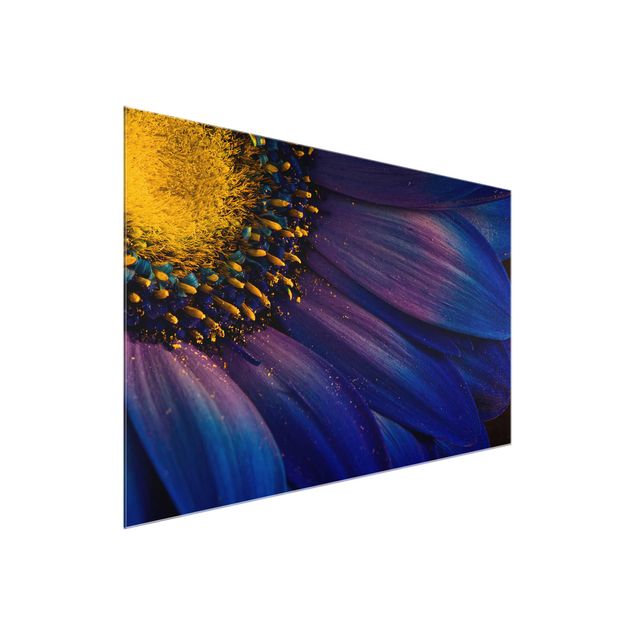 Obrazy nowoczesne Kwiat garbnika niebieskiego