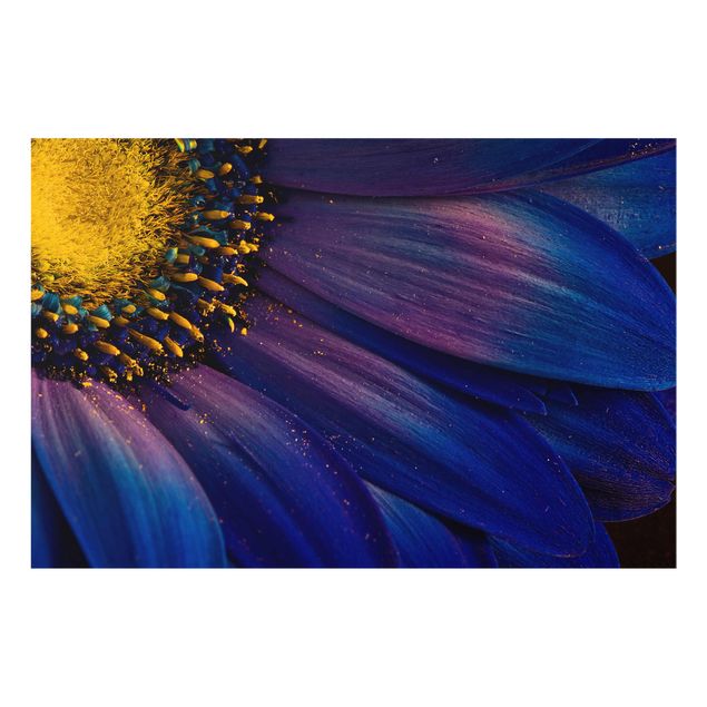 Obraz niebieski Kwiat garbnika niebieskiego