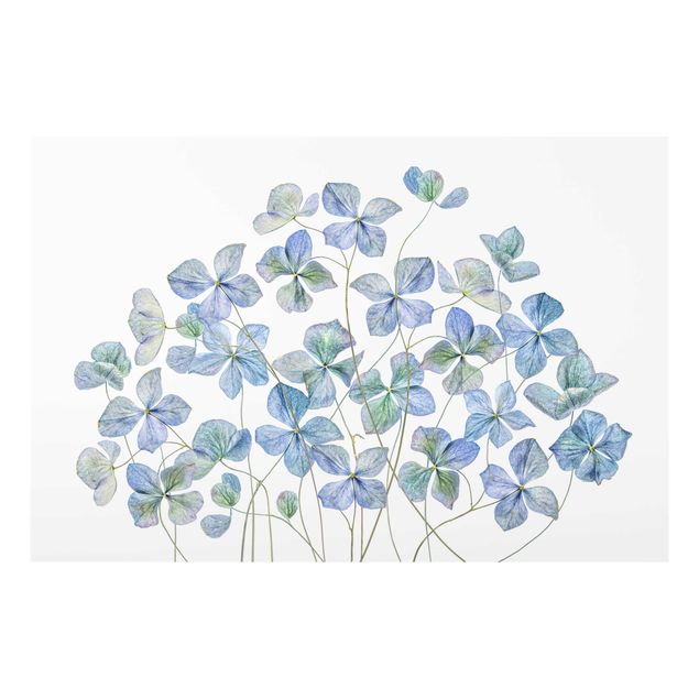 Obraz niebieski Błękitne kwiaty hortensji