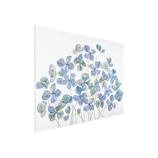 Obrazy nowoczesne Błękitne kwiaty hortensji