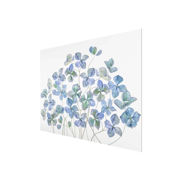 Obrazy kwiatowe Błękitne kwiaty hortensji