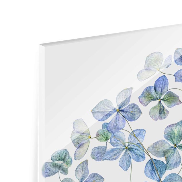 Obrazy na ścianę Błękitne kwiaty hortensji