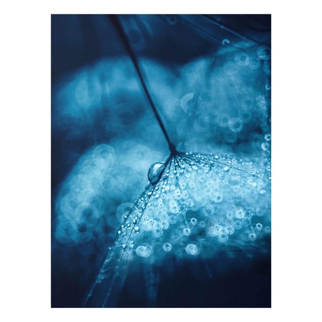 Obrazy nowoczesne Błękitny mniszek lekarski w deszczu